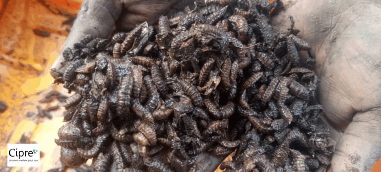 Valorisation des déchets organiques par l’élevage de la mouche soldat noire